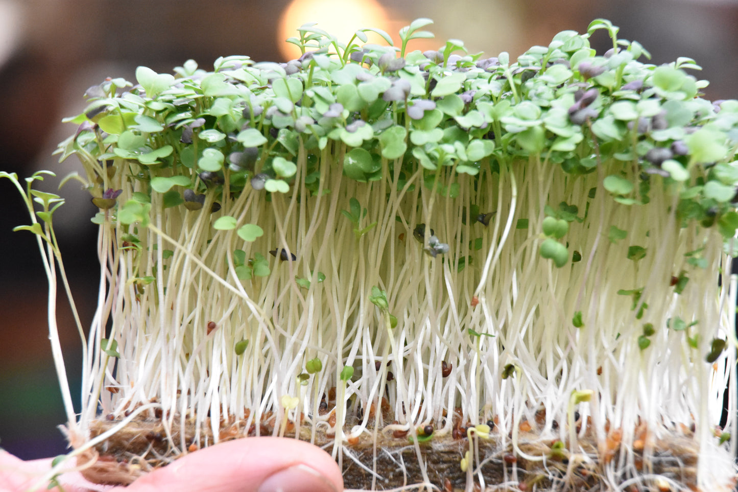 Lot de 1512 barquettes de culture pour micropousses