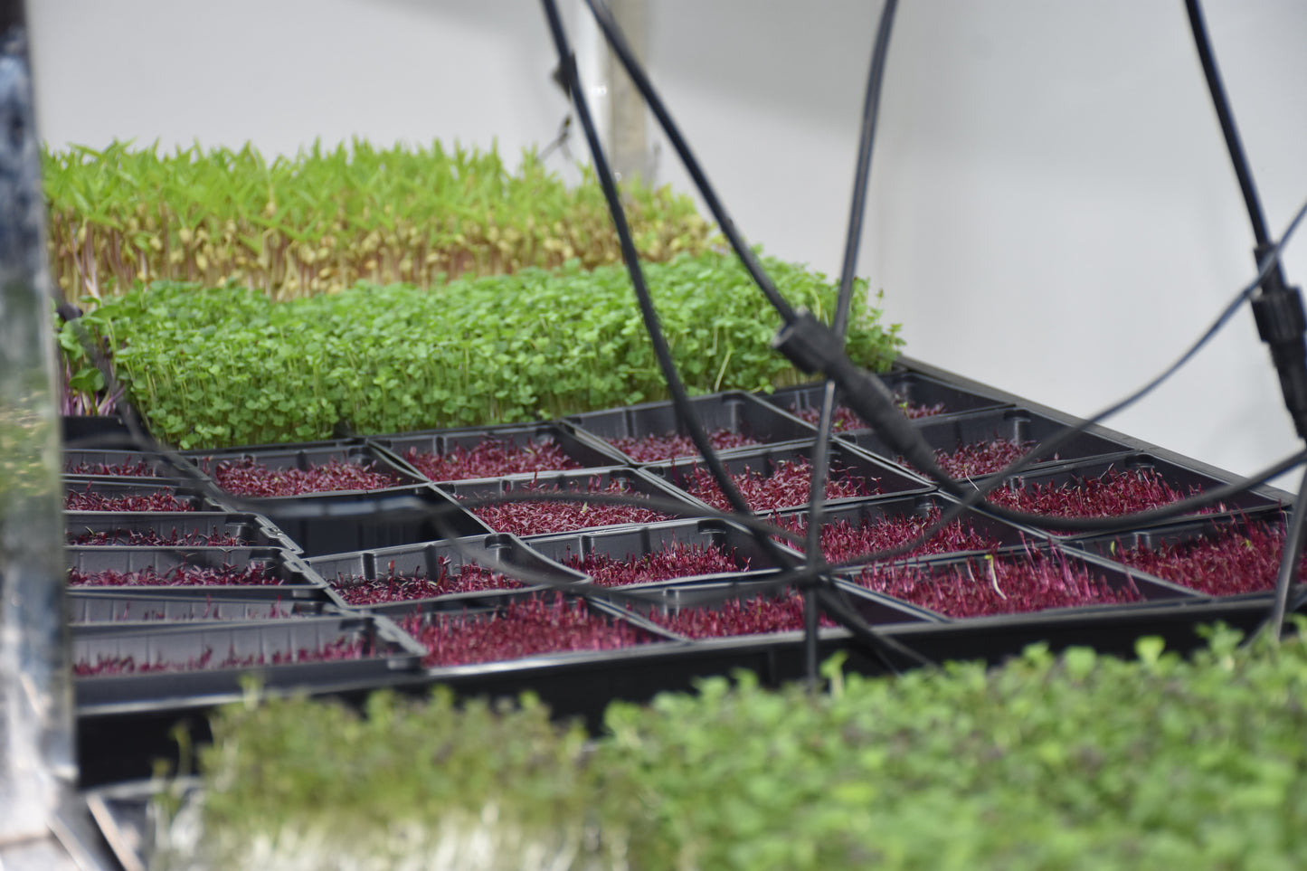 Coaching et Accompagnement - Nutrifarmer Pro